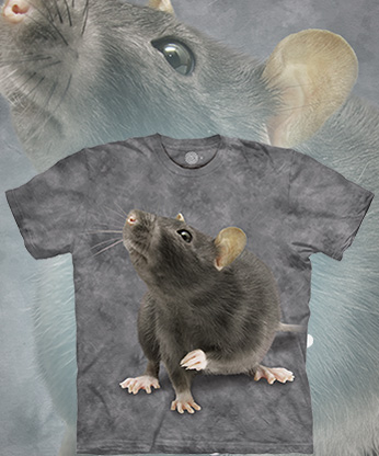  The Mountain - Curious Rat - 