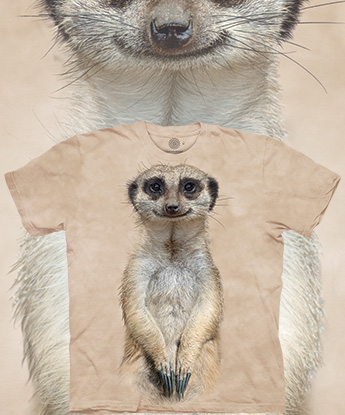 Meerkat Portrait