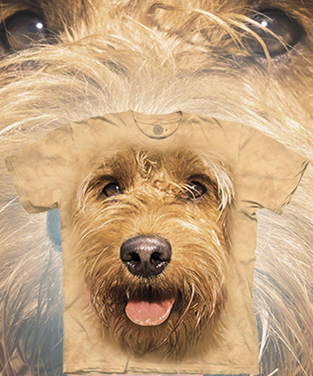 Big Face Miniature Golden Doodle -  