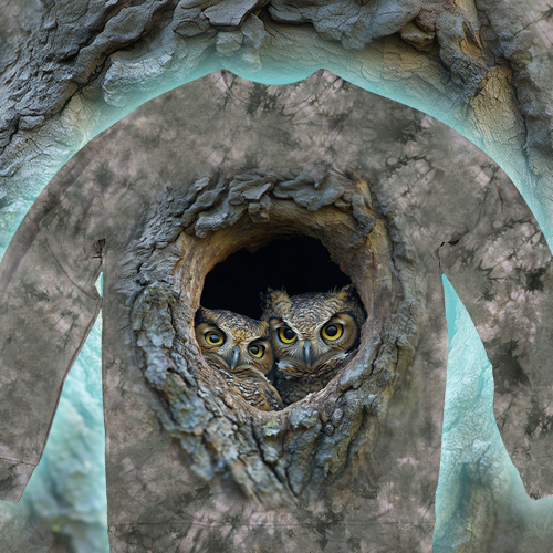 Совиний Комітет